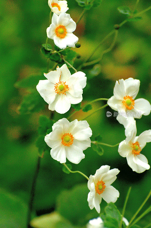 银莲花/日本银莲花花